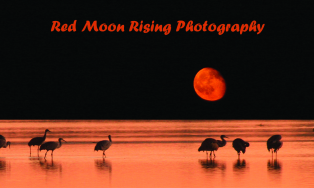 Red Moon Rising Photography